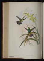 Veraguan Mango plate 76