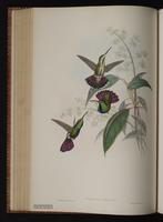 Green-breasted Mango, Colibrí garganta negra plate 75