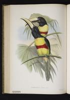 Pteroglossus wiedi plate 5