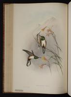 Andean Hillstar plate 70