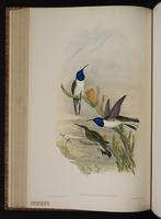 Andean Hillstar plate 69