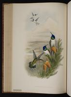 Wedge-tailed Hillstar plate 68