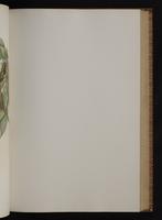 Monograph of the Trochilidae, 1:162