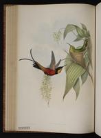 Fiery Topaz plate 67