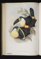 Ramphastos citreolaemus plate 4