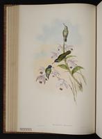 White-eared Hummingbird, Zafiro oreja blanca plate 64