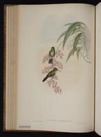 Green-throated Mountain-gem, Green-throated Mountaingem, Colibrí garganta verde plate 63
