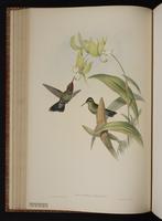 Amethyst-throated Hummingbird, Amethyst-throated Mountaingem, Colibrí garganta amatista plate 62