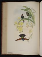 Garnet-throated Hummingbird, Colibrí ala castaña plate 61