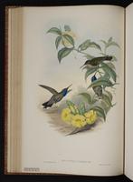 Blue-throated Hummingbird, Blue-throated Mountaingem, Colibrí garganta azul plate 60