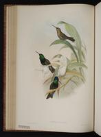 Magnificent Hummingbird, Colibrí magnífico plate 59