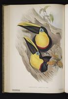 Ramphastos ambiguus plate 3