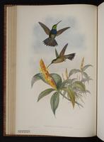 Violet-chested Hummingbird plate 58