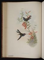 White-tailed Hillstar plate 57