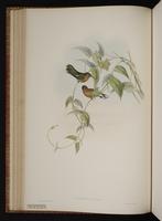 Buffy Hummingbird plate 56