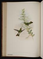 Pink-throated Brilliant plate 55