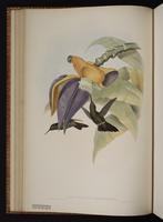 Sombre Hummingbird plate 54