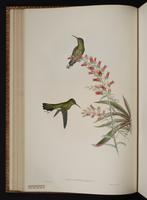 Robert's Hummingbird plate 53