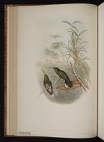 Fandanguero pecho escamoso plate 52