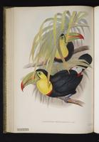 Ramphastos brevicarinatus plate 2