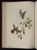 Rufous-breasted Sabrewing plate 51