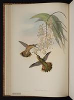 Rufous Sabrewing, Fandanguero rojizo plate 50
