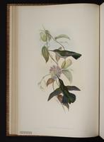 Gray-breasted Sabrewing, Grey-breasted Sabrewing plate 49