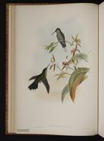 Gray-breasted Sabrewing, Grey-breasted Sabrewing plate 48