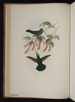 Napo Sabrewing plate 47