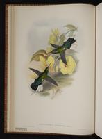 White-tailed Sabrewing plate 46