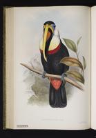 Ramphastos inca plate 1