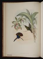 Lazuline Sabrewing plate 44