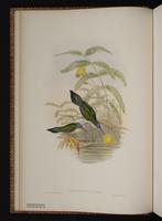 Wedge-tailed Sabrewing plate 43