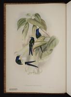 Swallow-tailed Hummingbird plate 42