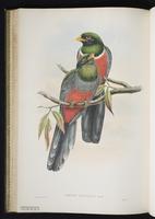 Citreoline trogon; Trogón citrino plate 31