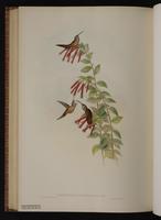 Stripe-throated Hermit plate 37