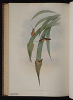 Gray-chinned Hermit, Grey-chinned Hermit plate 36
