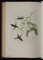 Gray-chinned Hermit, Grey-chinned Hermit plate 34