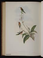 Little Hermit, Ermitaño enano plate 33