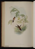 Little Hermit, Ermitaño enano plate 31