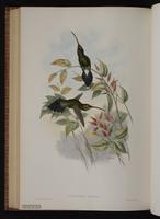 White-whiskered Hermit plate 27