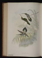 Green Hermit plate 26