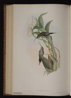 White-bearded Hermit plate 23