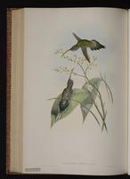 White-bearded Hermit plate 22