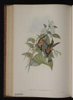 Phaethornis syrmatophorus Gould, 1851 plate 20