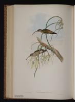 Long-billed Hermit, Western Long-tailed Hermit plate 19