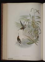 Pale-tailed Barbthroat plate 13