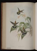 Band-tailed Barbthroat plate 11