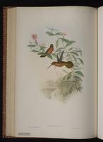 Hook-billed Hermit, Hook-billed Hummingbird plate 10