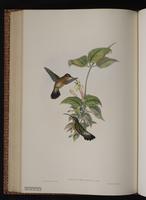 Rufous-breasted Hermit plate 9